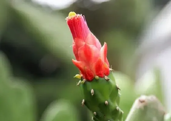 颜色花|仙人掌的花是什么颜色 长什么形状样子