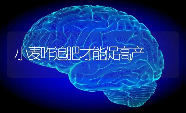 小麦咋追肥才能促高产 | 粮油作物种植