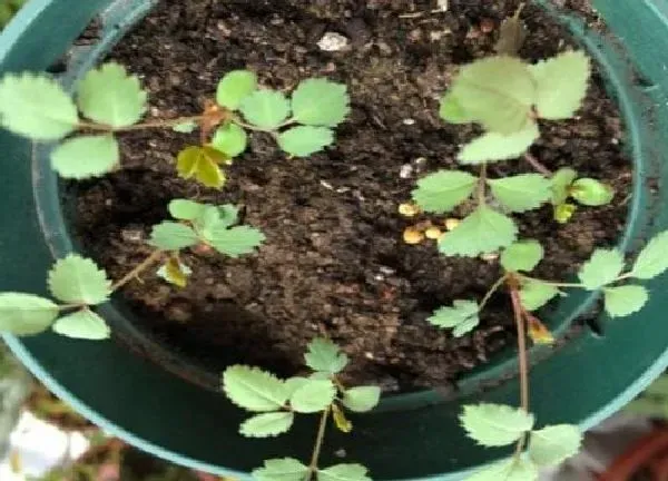 养殖科普|月季的种子能直接种吗 月季花朵里的种子种出来会开花吗