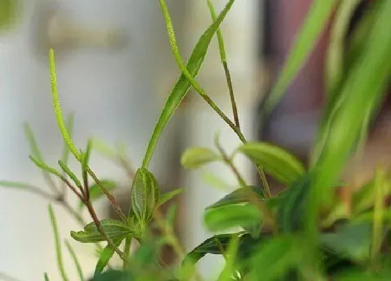 植物百科|钻石翡翠会开花吗 开花是什么样子的