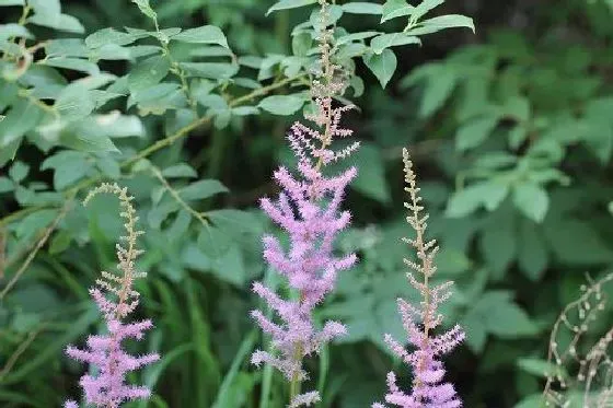 开花时间|落新妇一年开几次花 花期月份与时间