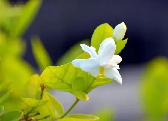 颜色花|茉莉有几种颜色