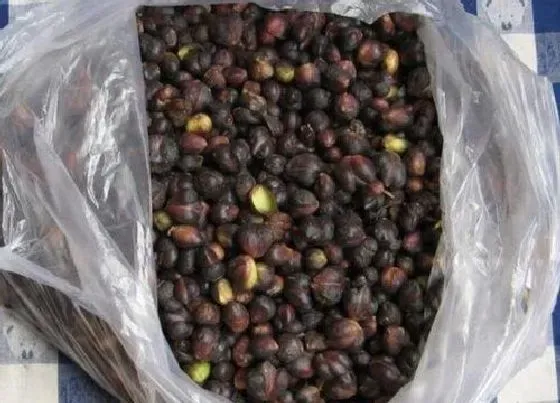 食用常识|百合籽能吃吗 食用新鲜百合籽的功效和禁忌