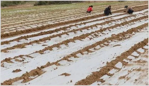 地膜大蒜高产种植方法技术 | 农业科普