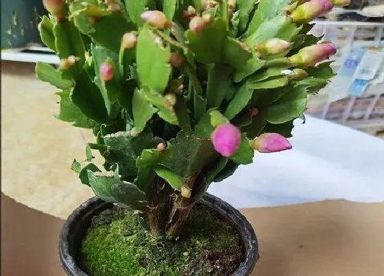 烂根|为什么蟹爪兰的根会烂掉（不要怕掌握这几招预防烂根）