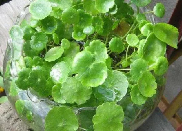 养殖方法|怎么养好铜钱草能爆棚长成瀑布（铜钱草放什么东西长得好）