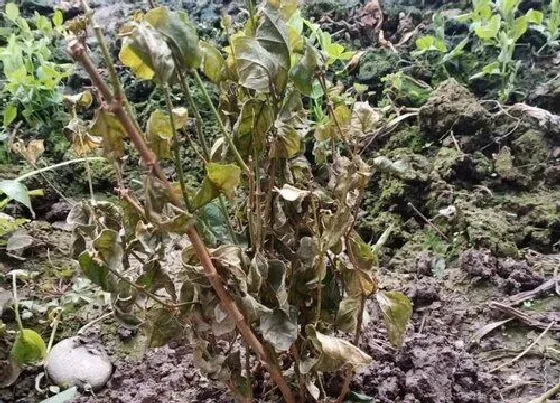 叶子发黄|茉莉叶子发黄怎么回事 老花友分享叶子黄斑原因及补救方法