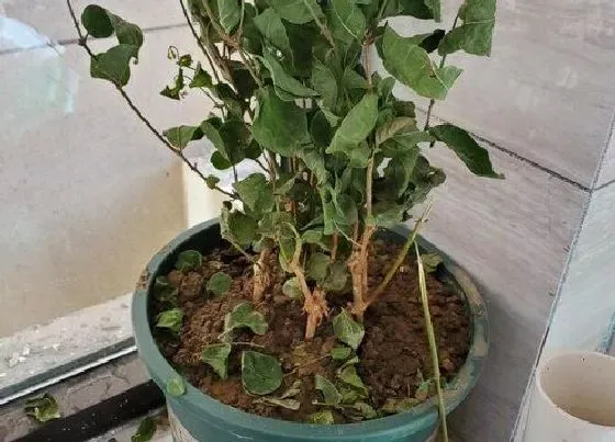 植物虫害|盆栽长虫子怎么办