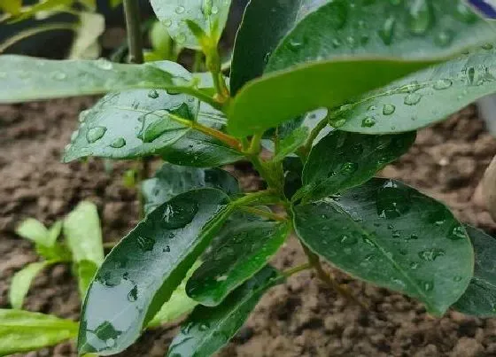 植物百科|飘香藤冬天开花吗