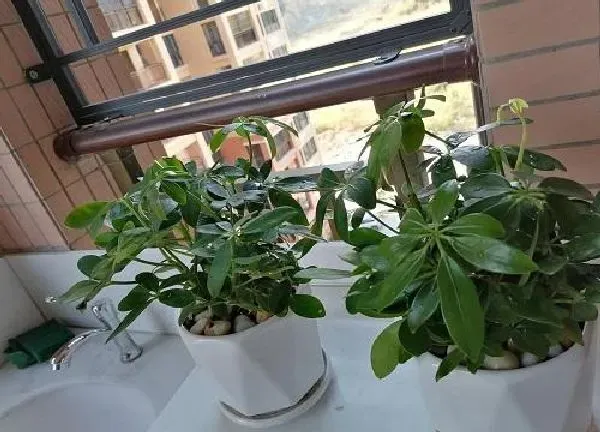 养殖科普|足疗店里养什么花卉植物合适