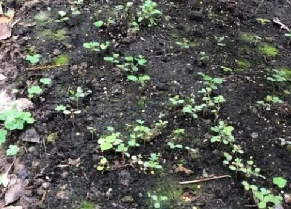 养殖科普|月季的种子能直接种吗 月季花朵里的种子种出来会开花吗