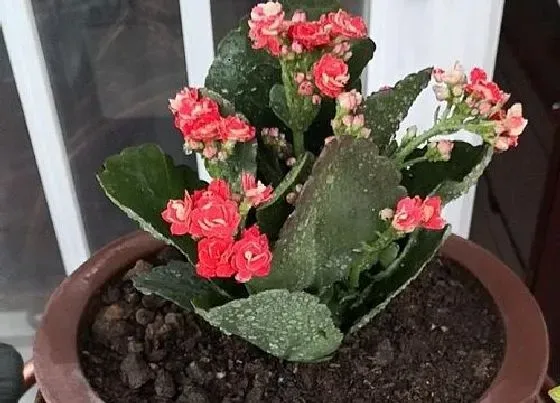 冬天植物|长寿花耐寒吗