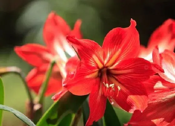 开花时间|朱顶红什么时候开花 一年开一次花