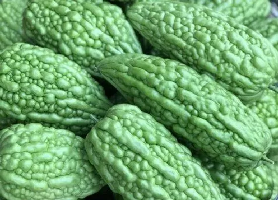 种植管理|苦瓜的生长周期是多长时间