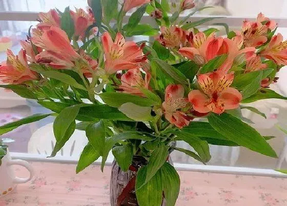 不开花|百合为什么不开花