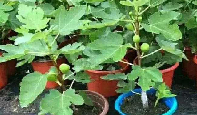 养殖科普|无花果花盆里如何养护长得壮（盆养无花果怎么养殖结果多）
