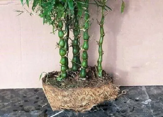 根部|佛肚竹根系发达吗