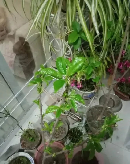 植物发芽|樱桃籽怎么发芽 种子怎么种植才能发芽快