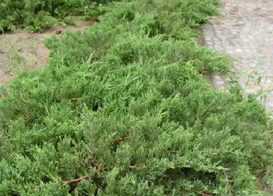 植物百科|沙地柏属于什么植物类型