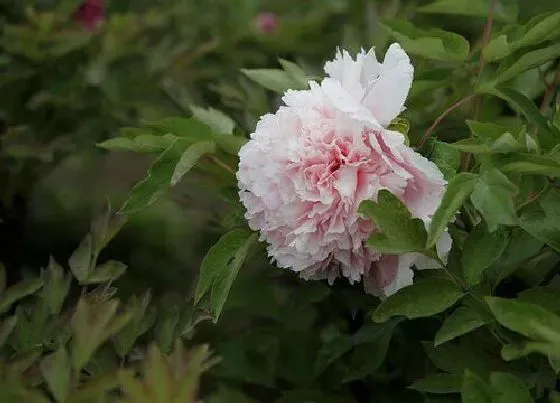 花卉趣闻|牡丹什么品种好养又好看 新手最值得入的品种