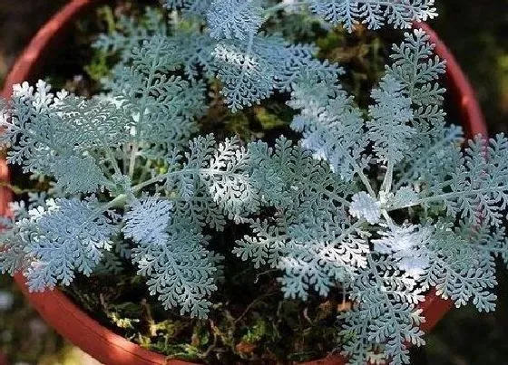 植物种类|银叶菊是多年生植物吗