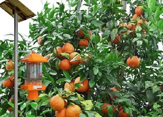 冬天植物|桔子树怎么过冬天 越冬防寒管理方法