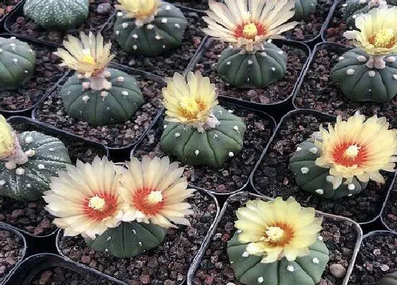 开花时间|星兜多久开花一次 一般什么时候开花
