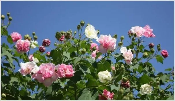 木芙蓉播种繁殖的栽培技术 病虫害防治措施介绍 | 植物病害