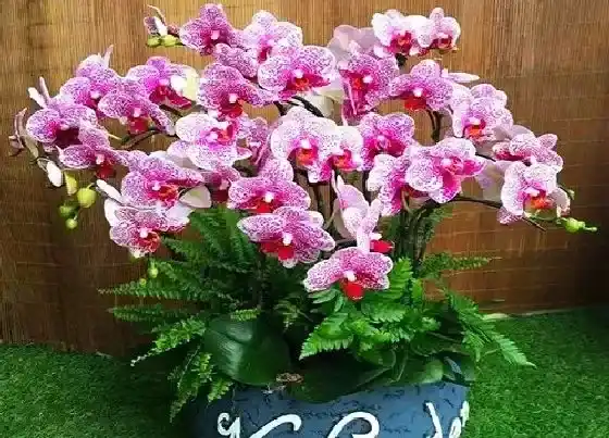 植物寓意|蝴蝶兰的风水寓意和摆放位置