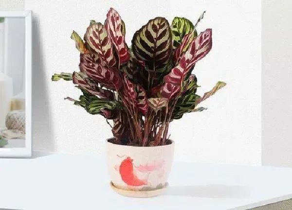养殖科普|孔雀竹芋喜光吗