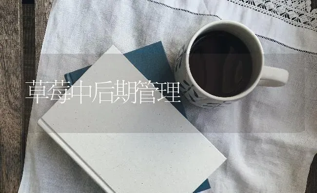 草莓中后期管理 | 瓜果种植