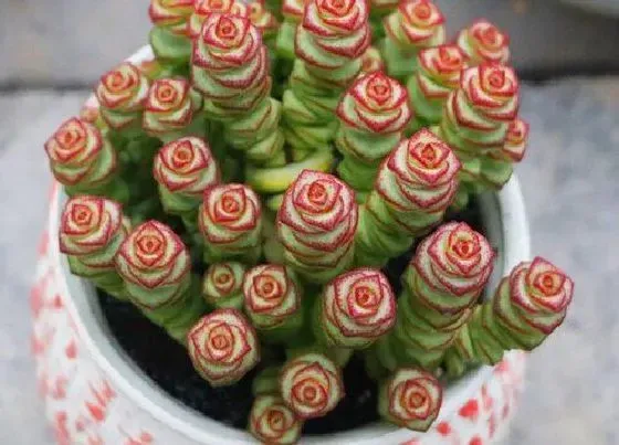 花语|钱串子开花什么预兆