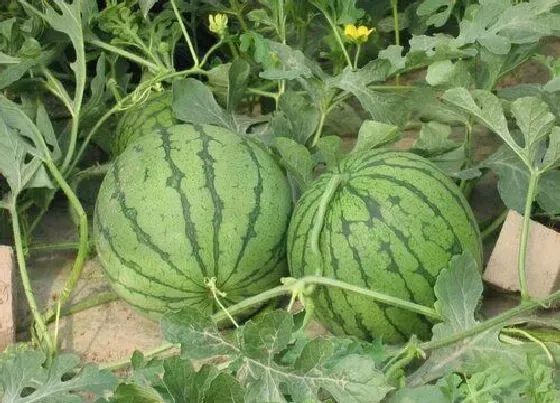 植物种类|西瓜是单子叶植物吗