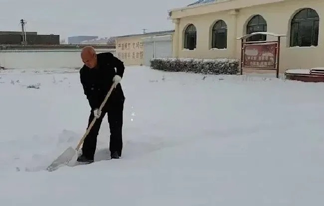 冬天植物|全国多地迎来降雪天气 内蒙古强降雪致积雪堵住半边门