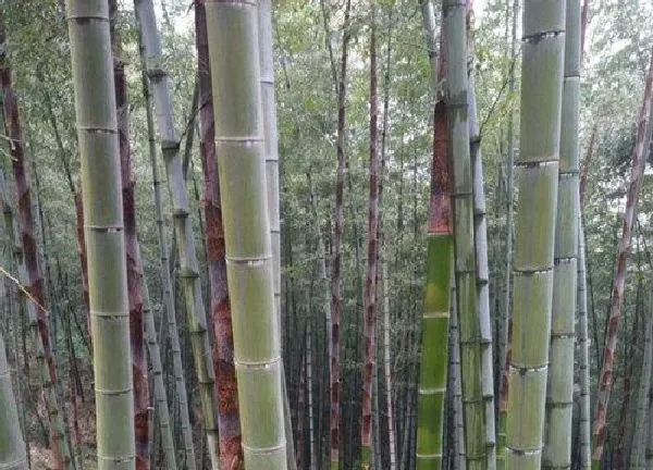 养殖科普|毛竹喜欢阳光吗