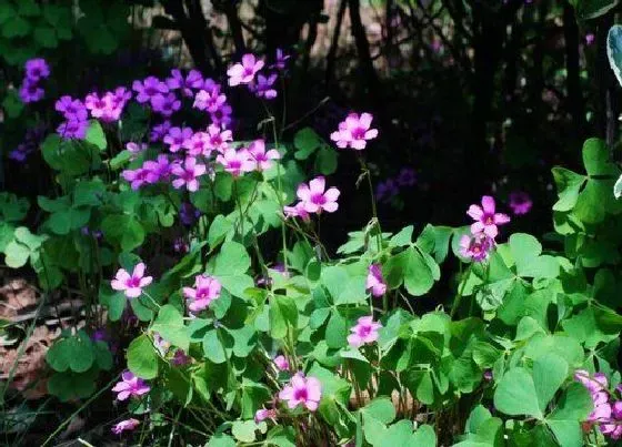 花语|酢浆草寓意和花语 紫叶和红花酢浆草象征什么寓意