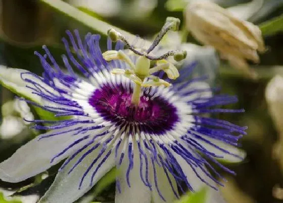 植物寓意|表示自律的花 花语是代表自律的花