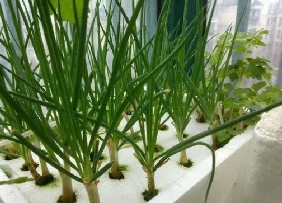种植管理|小葱的生长周期是多长时间