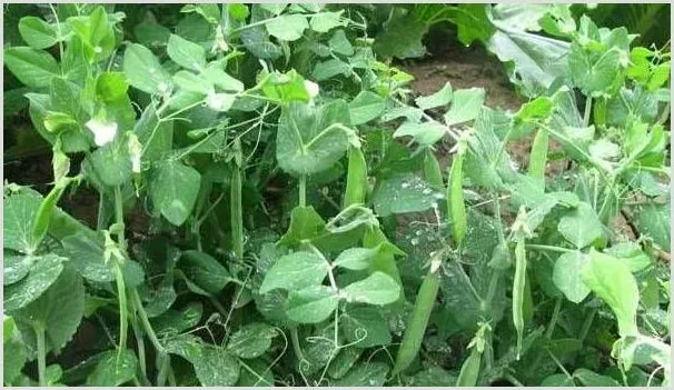 豌豆的高产种植管理技巧 | 种植资料