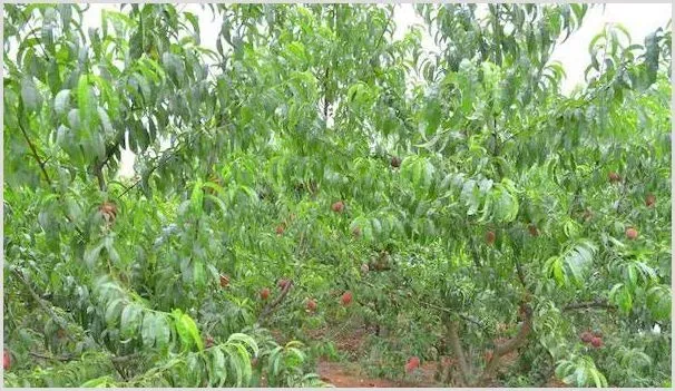 桃树早衰的原因及防治措施 | 种植病虫害