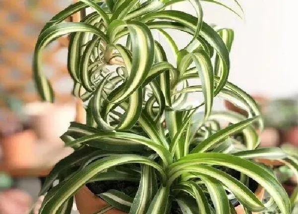 养殖科普|虎皮吊兰喜欢阳光吗