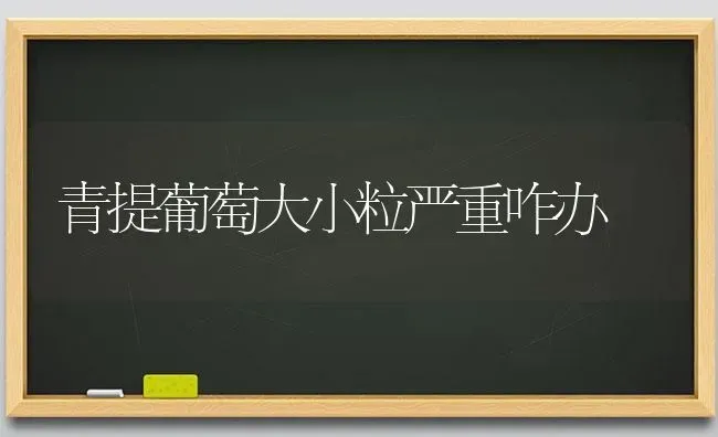 青提葡萄大小粒严重咋办 | 瓜果种植