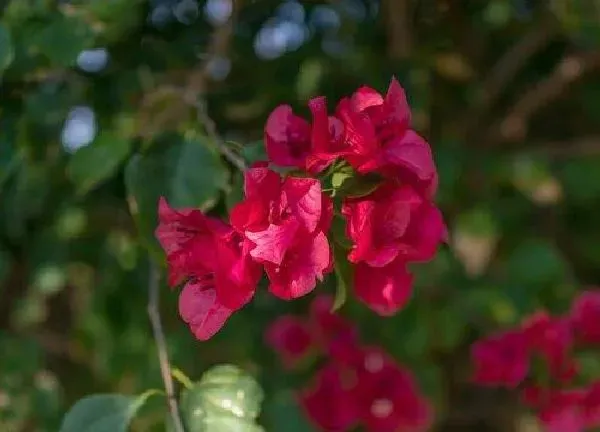 植物浇水|映山红可以浇白糖水吗