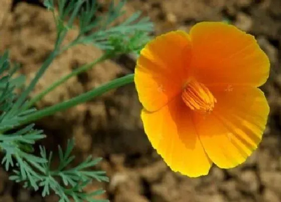 植物百科|耐寒耐热的室内花卉有哪些