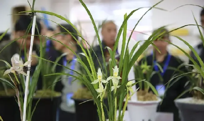 植物种类|什么品种兰花最受欢迎卖得最好（市面上什么兰花好养又香）
