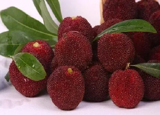 植物产地|昆明产什么水果