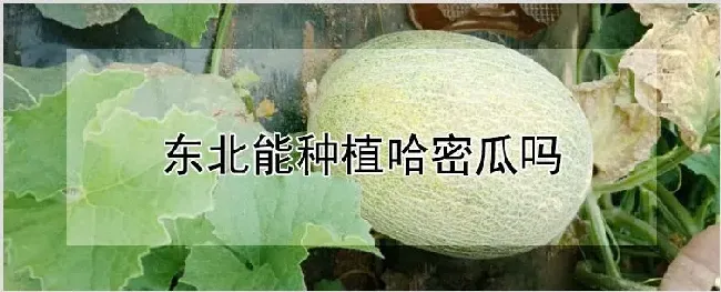 东北能种植哈密瓜吗 | 种植资料