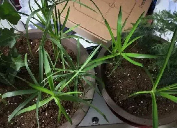 植物浇水|棕竹多久浇一次水