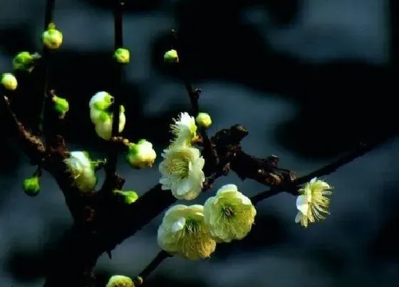 开花时间|绿梅什么时候开花 开花时间在几月份