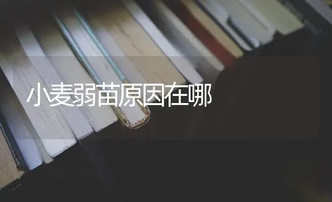 小麦弱苗原因在哪 | 粮油作物种植